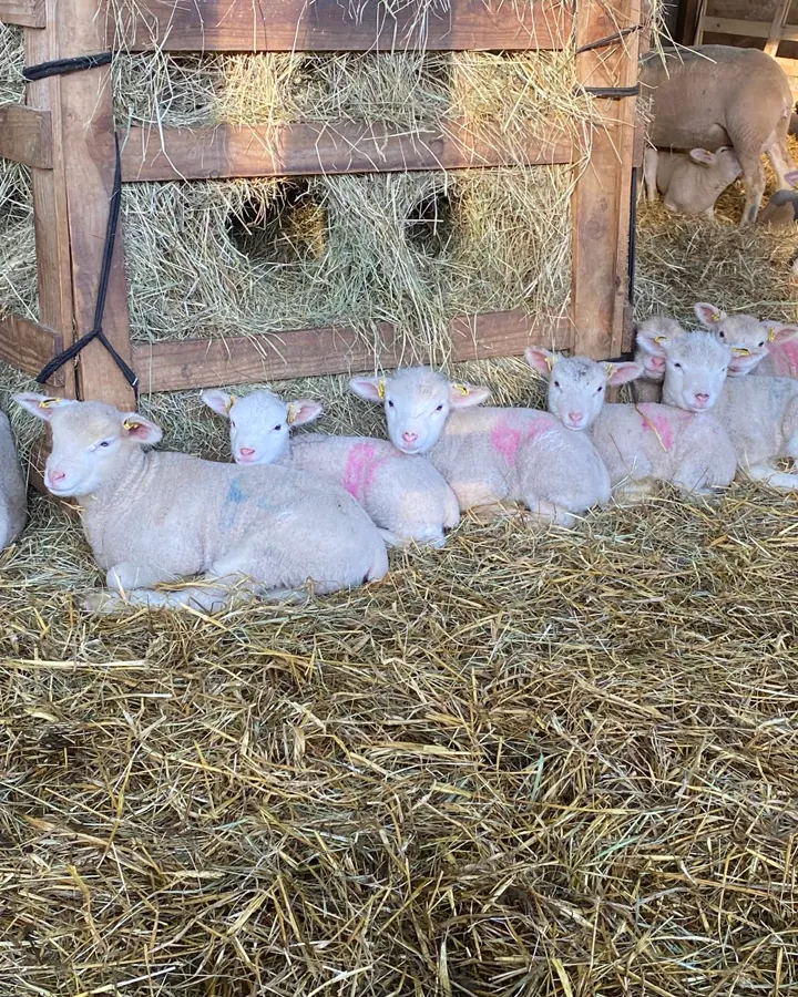 Agneaux couchés dans la paille de la bergerie, là où se prend le goûter d'anniversaire