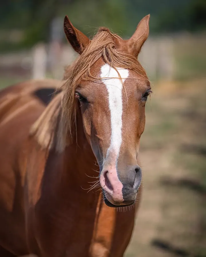 Notre poney alezan dans son pré, à la Foucaudière