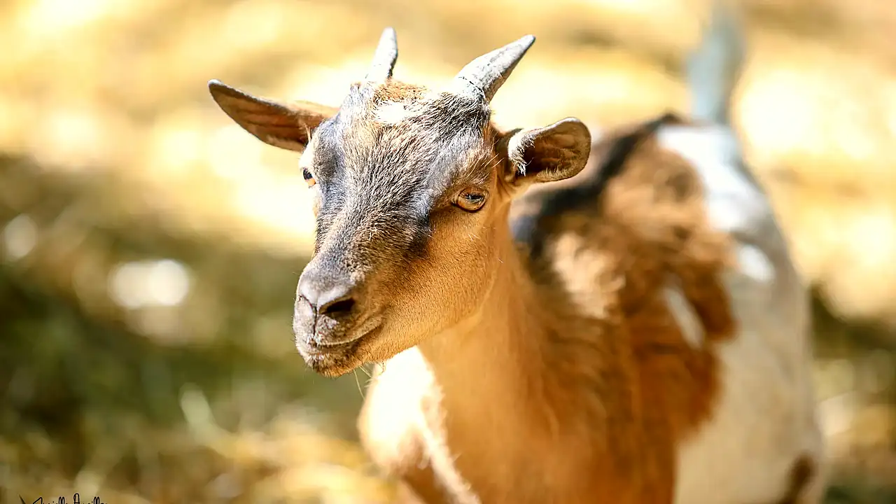 Une chèvre de la mini-ferme au soleil, sur le parcours animalier de Camembert