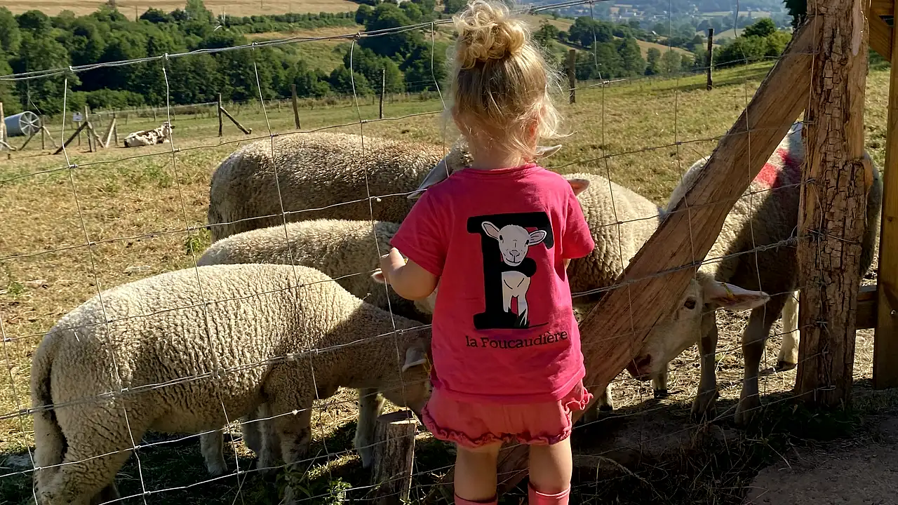 Une petite fille en tee-shirt de la Foucaudière observe les brebis derrière la clôture