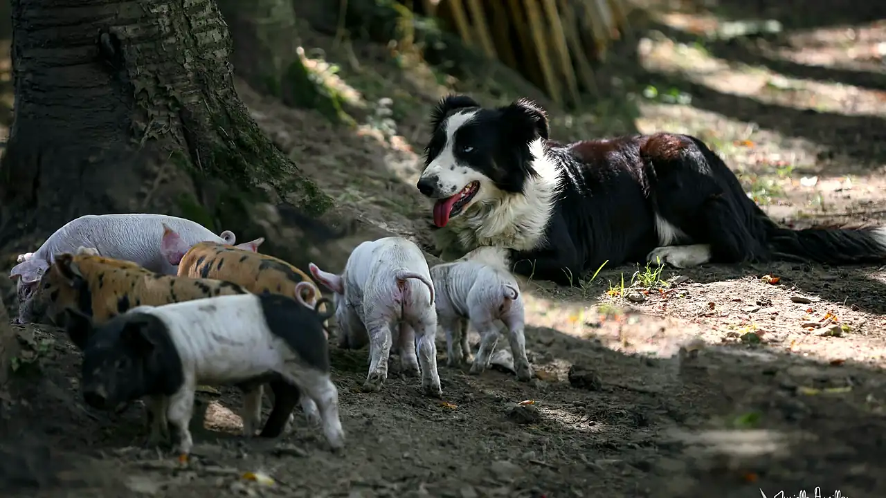 Meg, la chienne Border Collie de la ferme, veille sur les porcelets à l'ombre des arbres