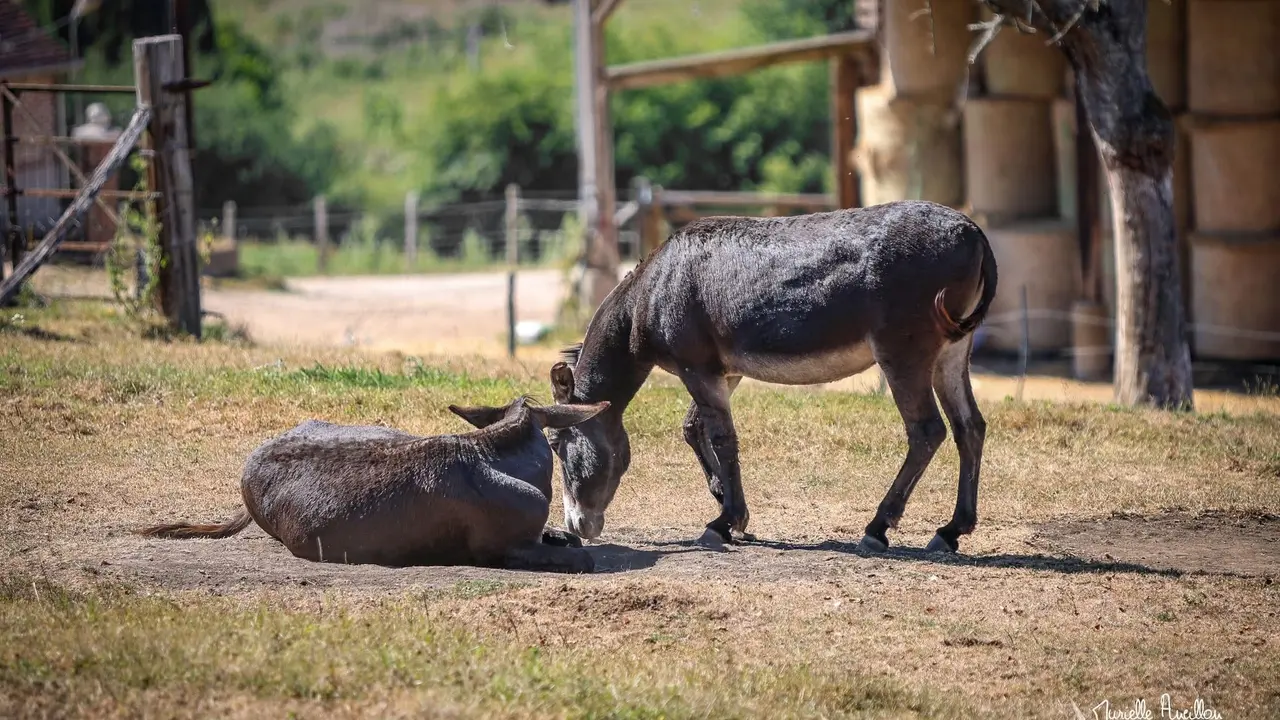 Les deux ânes de la Foucaudière dans leur enclos, à la lumière dorée du soir