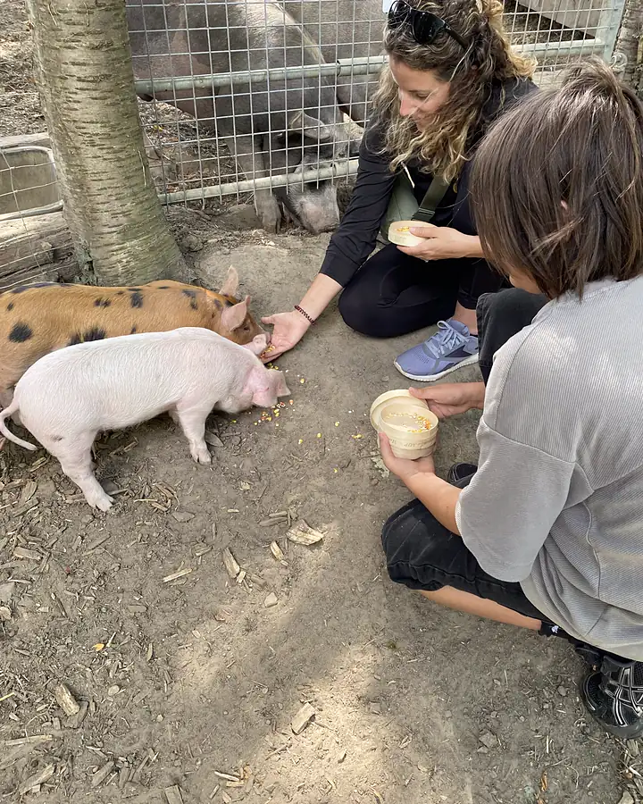 Léa et un enfant, accroupis, donnent du maïs à deux porcelets à la Foucaudière