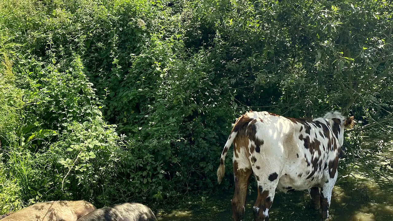 Une vache normande et des cochons à l'ombre d'une haie bocagère de la ferme