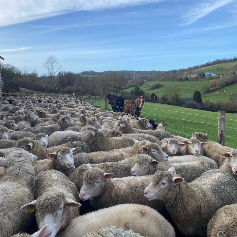 Le troupeau de brebis rassemblé devant la bergerie de la Foucaudière