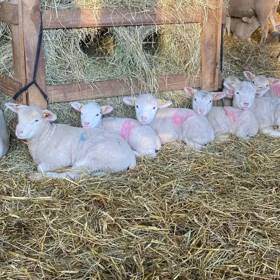 Agneaux nouveau-nés couchés dans la paille de la bergerie