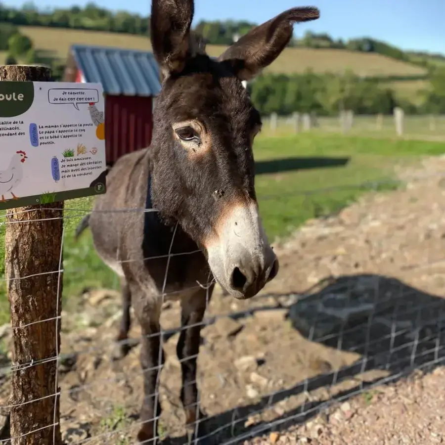 L'un des deux ânes de la Foucaudière derrière la clôture du parcours, près d'une pancarte pédagogique
