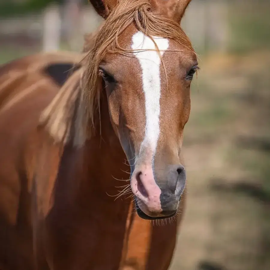 Le portrait de notre poney alezan, sa liste blanche au milieu du front