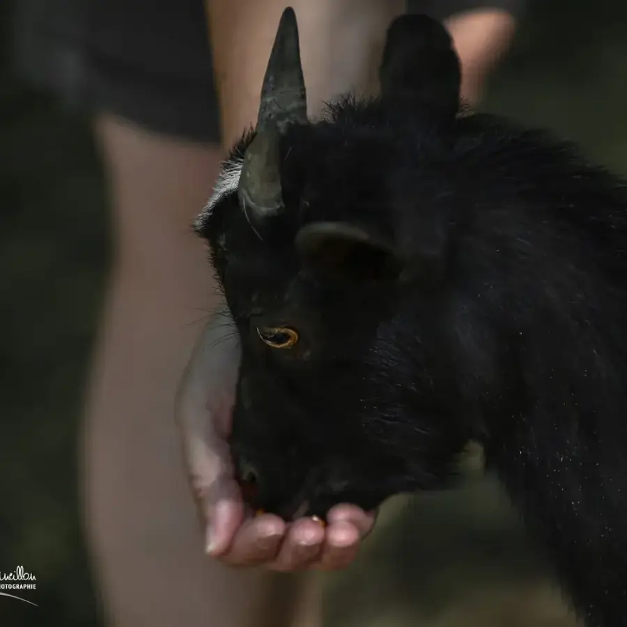 Une chèvre miniature noire vient manger le maïs au creux de la main d'un visiteur