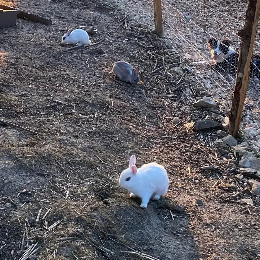 Trois lapins en liberté dans leur enclos du sous-bois, au soleil du soir