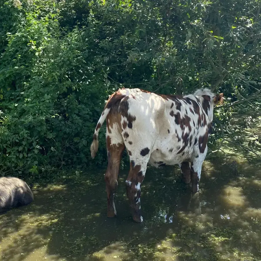 Marguerite, la vache Normande de la ferme, dans la verdure au bord de la mare
