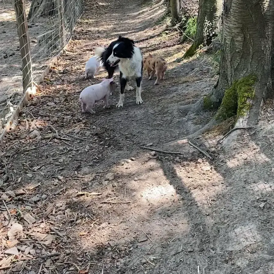 Meg, la chienne Border Collie de la ferme, escortée de deux porcelets sur le parcours forestier