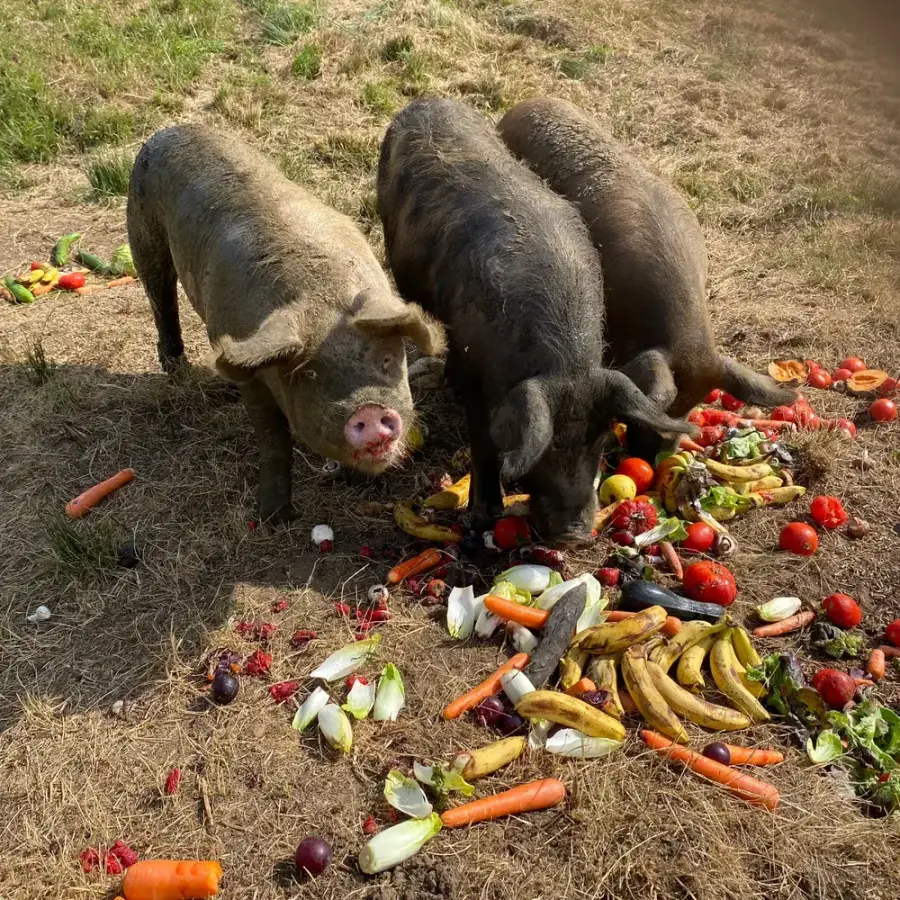 Les cochons et porcelets du gang partagent un festin de légumes en plein air