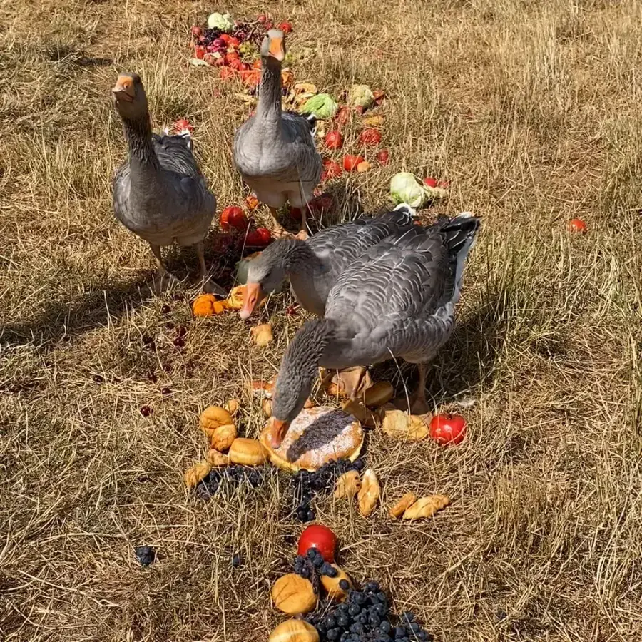 Les oies et une poule de la basse-cour autour d'un festin de légumes et de fruits