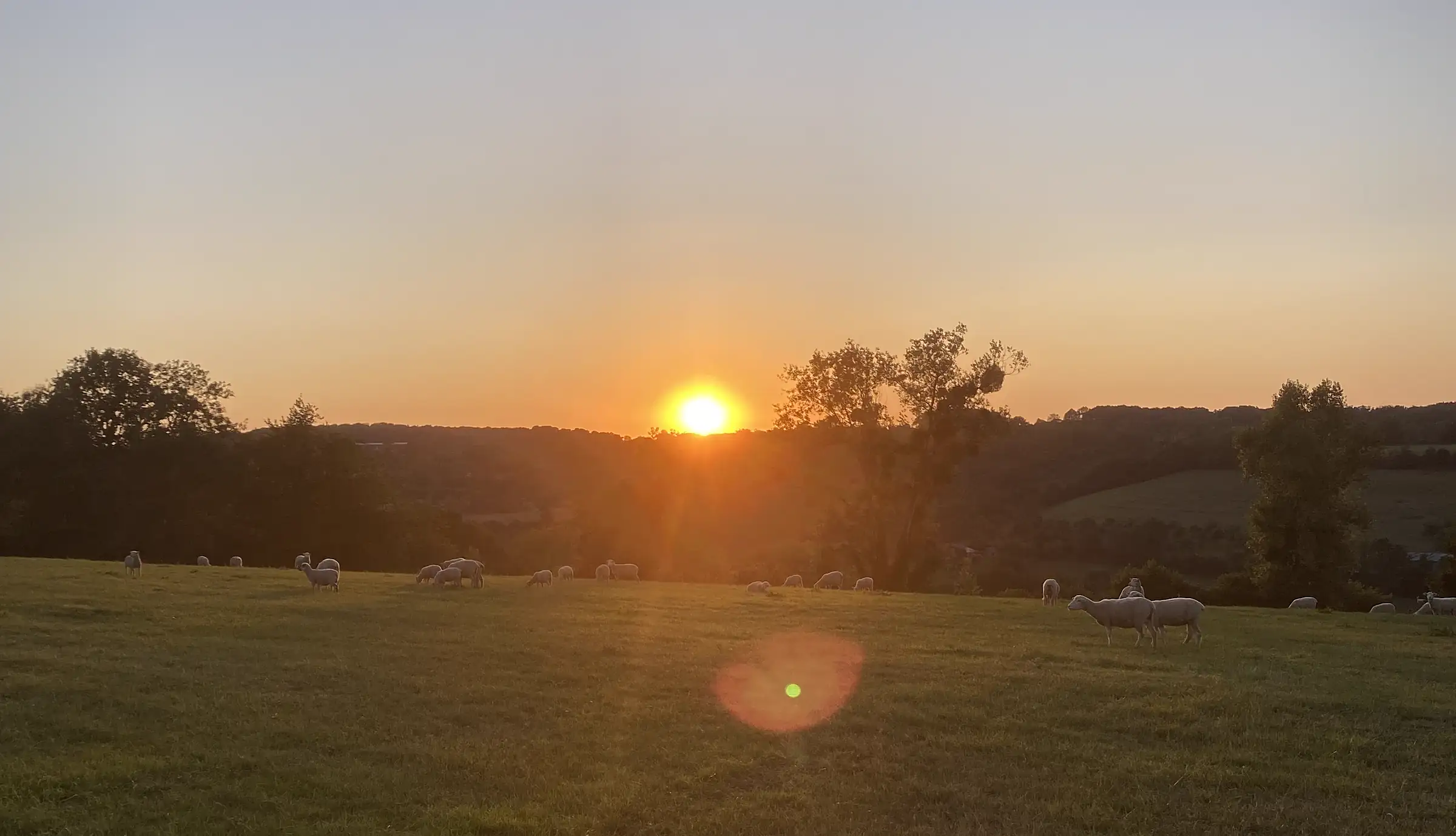 Le soleil se couche sur les prairies de la Foucaudière, les brebis au pâturage et les collines du Pays d'Auge