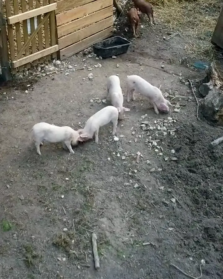 Les porcelets de la ferme sur leur litière de paille, près de leur cabane en bois