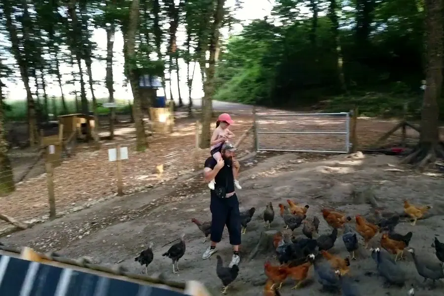 Les poules de la basse-cour de la Foucaudière, dans le sous-bois